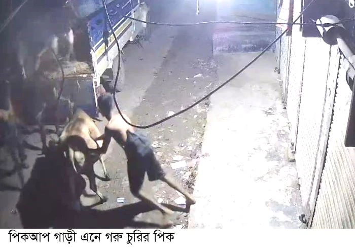 কালীগঞ্জে ধারাবাহিক ভাবে গরু চুরি হচ্ছে দিশেহারা খামারী ও কৃষক  